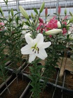 [4183 Maytime VH No01.JPG]